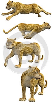 Cartoon Leopards