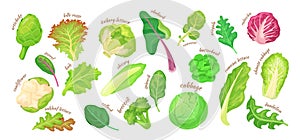 Cartoon lettuce salad leaves. Vegetarian salad isolated leaves, artichoke kale iceberg chicory leaf broccoli spinach photo