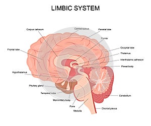 Cartoon Limbic System Infographics Concept Card Poster. Vector photo