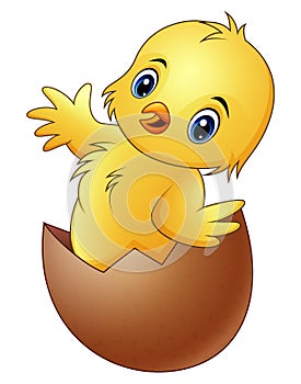 Cartoon little baby chicken in the broken egg shell