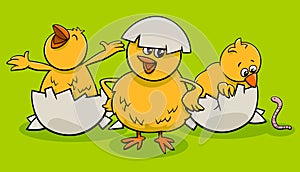 Cartoon little chicks hatching from eggs