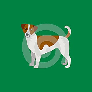 Cartoon Little Companion Breed of Dog. Vector