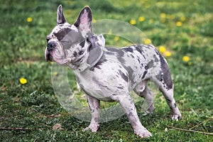 Cartoon looking french bulldog