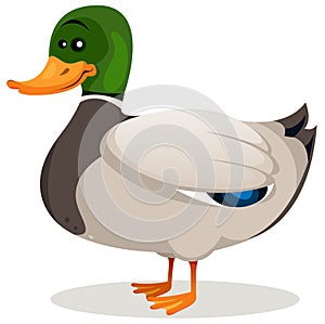 Cartoon Mallard Duck photo
