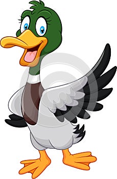 Cartoon mallard duck waving isolated on white background