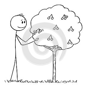 Cartoon of Man Picking Fruit From Small Sour Cherry Tree