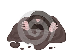 Cartoon mole coming out of hole in ground, borrowing field wild animal isolated on white background photo