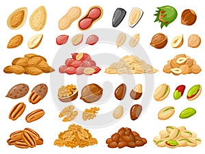 Cartoon nuts. Almond, peanut, cashew, hazelnut nuts, sunflower seed and pistachio, nut food isolated vector illustration