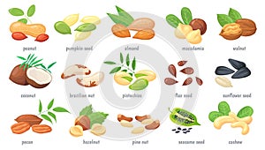 Cartoon nuts and grains. Nut with shell, nutrient seed almond chestnut walnut cashew, grain peanut, seeds or kernel