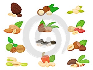 Cartoon nuts and seeds, walnut, almond, sunflower and pumpkin seed. Pine and brazil nut, pistachio, cashew, peanut