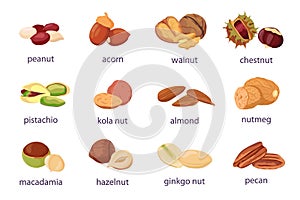 Cartoon nuts. Walnut, hazelnut, pistachio and peanut icon. Healthy organic almond, acorn, ginkgo and kola nut. Food