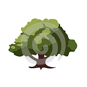 Cartoon oak tree with green leaves, pohon ek or oak tree vector illustration isolated on white background