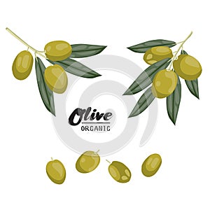 Cartoon olives. Ripe green vegetable. Vegetarian delicious.