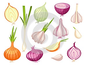 Cartoon onion and garlic. Organic onions, fresh spring raw vegetables. Cut white and red vegan food, cutting half and