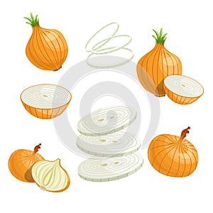 Cartoon onions set. Whole onion, cut, onion rings. Flat simple design. Vector illustration of organic farm fresh vegetables.