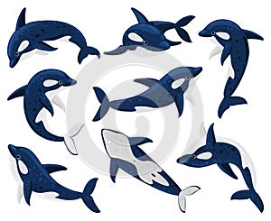 Cartoon orca whales, sea predator killer whale. Sea creature orca whale, underwater fauna killer whales isolated vector