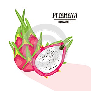 Cartoon organic pitahaya. Vector illustration. Dragonfruit isolated on white background