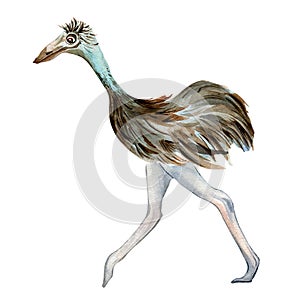 Cartoon ostrich running watercolor illustration isolated on white background.