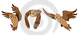 Cartoon owl birds. Flying birds, woods wildlife brown feathered owls, forest wild predator birds flat vector illustration on white