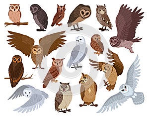 Cartoon owl birds. Woods wildlife birds, brown and snowy owls, forest wild predator birds species flat vector illustration set.