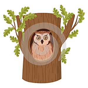 Cartoon owl sitting in tree hollow. Forest owl bird sit in woods house, wildlife bird oak nests flat vector illustration set on