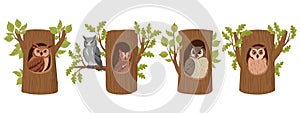 Cartoon owls in tree hollows. Wild forest owl birds sitting in woods house, wildlife birds oak nests flat vector illustration set