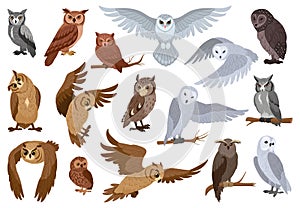 Cartoon owls, woods birds species. Wildlife animals, wise forest owl birds flat vector illustration set. Owls collection