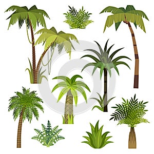 Cartoon palm tree. Jungle palm trees with green leaves, exotic hawaii forest, miami greenery coconut beach palms