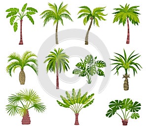 Cartoon palm trees. Exotic summer plants. Different shapes leaves. Tropical greenery. Jungle coconut or banana. Monstera