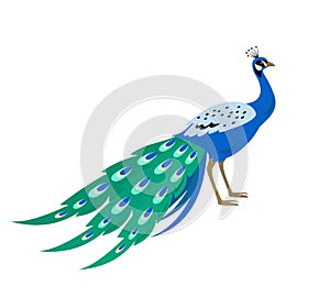 Cartoon peacock icon on white background.