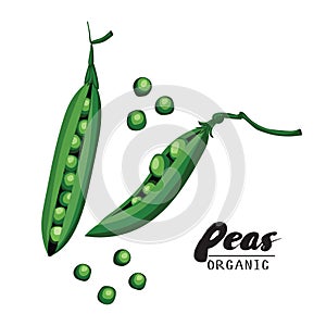 Cartoon peas. Ripe green vegetable. Vegetarian delicious. Eco organic food. Flat vector design, isolated on white background.