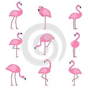 Cartoon pictures of exotic pink bird flamingo. Vector illustrations isolate