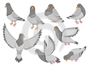 Cartoon pigeon. City dove bird, flying pigeons and town birds doves isolated vector illustration set