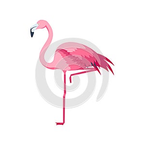 Cartoon Pink Flamingo Bird Set. Vector