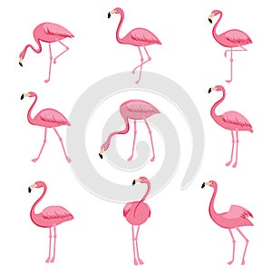 Cartoon pink flamingo vector set. Cute flamingos collection