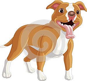 Cartoon pitbull dog on white background