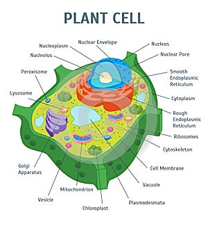 Cartoon Plant Cell Anatomy Banner Card Poster. Vector