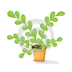 Cartoon plant in pot . Flat vector illustration. Green leaves on white background. Decorative home plant