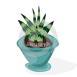 Cartoon plant in pot . Flat vector illustration. Sansevieria on white background. Decorative home plant with large green leaves.