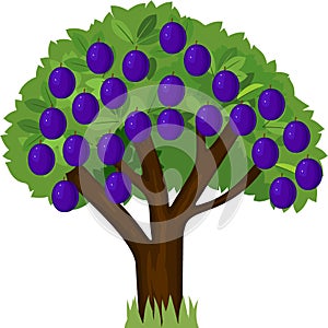 Cartoon plum tree with green crown and ripe blue plums isolated on white