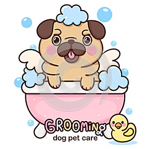 Cartoon Pug bath vector Dog groomer for Pet grooming logo with duck toy