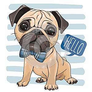 Cartoon Pug Dog with a bow tie isolated on a striped background