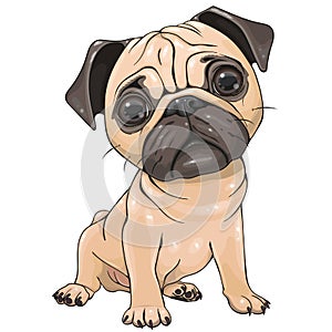 Cartoon Pug Dog  isolated on a white background