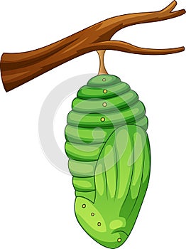 Cartoon pupa of the butterfly