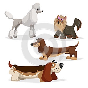 Cartoon purebred dogs set. Poodle, yorkshire terrier, dachshund and basset hound. Cheerful and aodrable pets. Vector illustration