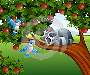 Cartoon raccoon sleep on the apple tree