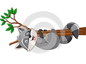 Cartoon Raccoon on the tree branch