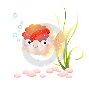 A cartoon red cap oranda goldfish in an aquarium