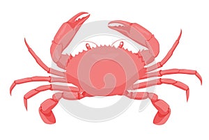 Cartoon red crab isolated on white background. Aquatic crustacean character