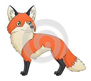 Cartoon Red Fox Standing